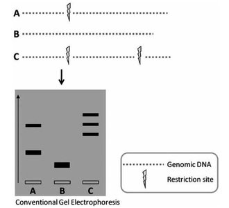 RFLP analysis and gel electrophoresis