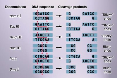 Restriction enzymes and cleavage sites