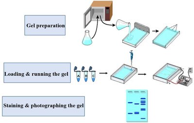 Gel electrophoresis workflow