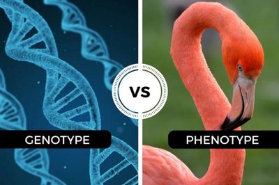 Genotype vs. phenotype illustration