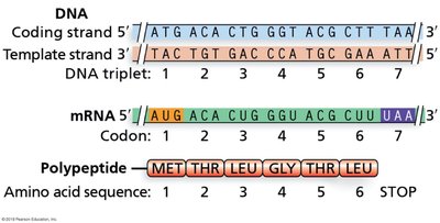DNA to mRNA to protein translation
