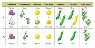 Mendelian inheritance in pea plants
