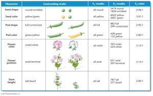 Table of Mendel's pea plant traits and ratios