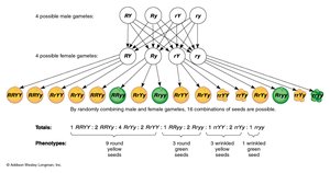 Dihybrid cross gamete combinations