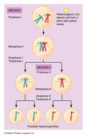 Meiosis and gene segregation