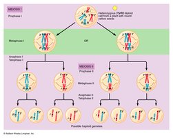 Meiosis products and chromosome assortment