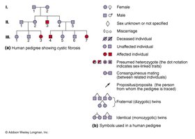 Human pedigree symbols and example