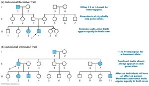 Pedigree examples for autosomal recessive and dominant traits