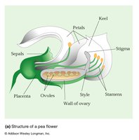 Structure of a pea flower