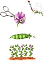 Cross-fertilization process in pea plants
