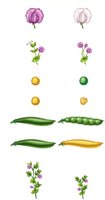 Illustration of Mendel's crosses and generations