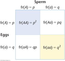 Generalized Punnett square for Hardy–Weinberg equilibrium with variables p and q