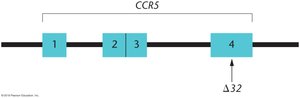 Diagram of CCR5 gene with exons and Δ32 deletion site