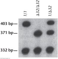 Electrophoresis gel showing CCR5 genotypes by fragment size
