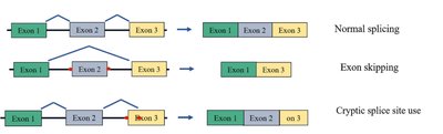 Diagram of normal splicing, exon skipping, and cryptic splice site use