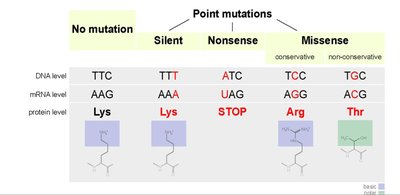 Diagram of point mutations: silent, nonsense, missense
