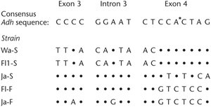 Table of Adh gene sequence variation in Drosophila strains