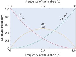 Graph of Hardy–Weinberg genotype frequencies as a function of allele frequencies