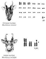 Karyotype comparison of Chinese and Indian muntjac
