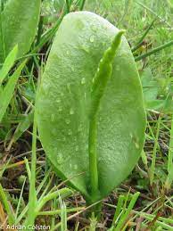 Adder's-tongue fern