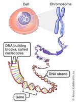 Diagram showing gene organization on a chromosome