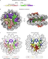 Detailed nucleosome structure