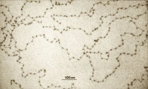 Gel electrophoresis of nucleosome fragments