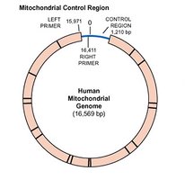 Diagram of the human mitochondrial genome