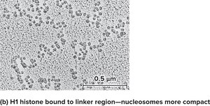 Compact nucleosome structure with H1
