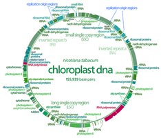 Diagram of the chloroplast genome