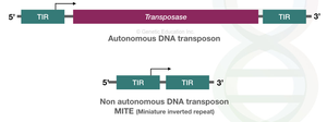 Transposase binding to TIRs