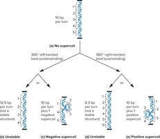 Diagram of DNA supercoiling