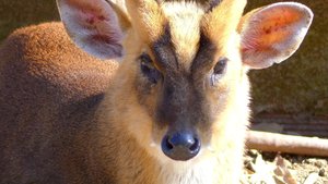Chinese muntjac