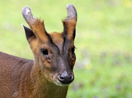 Indian muntjac