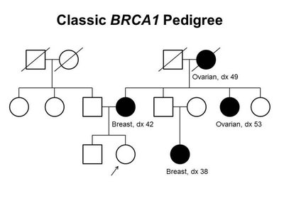 Pedigree chart showing inheritance of BRCA1 mutations