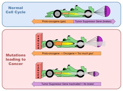 Diagram showing proto-oncogenes and tumor suppressor genes as gas and brakes