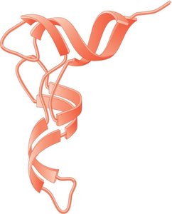 Ribbon model of tRNA