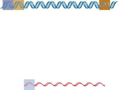 Bacterial RNA polymerase core enzyme and holoenzyme with sigma subunit