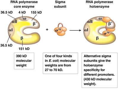 Bacterial gene structure with promoter, coding region, and terminator