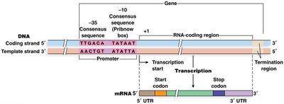 Promoter region with -10 and -35 consensus sequences