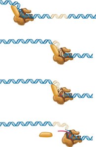 Stages of bacterial transcription: closed and open complex formation, sigma release