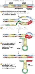 Rho-independent termination: stem-loop and poly-U tail