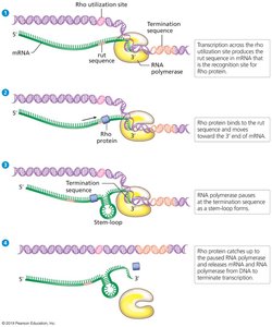 Rho-dependent termination: Rho protein action