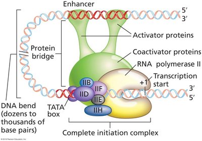 Eukaryotic RNA polymerase structure