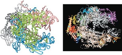 Structure of eukaryotic RNA polymerase II