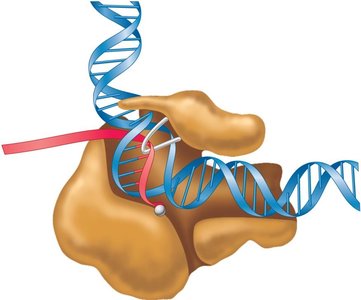 Schematic structure of RNA polymerase