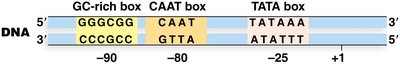 Eukaryotic promoter elements: TATA, CAAT, GC-rich boxes