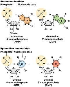 Structures of purine and pyrimidine nucleotides