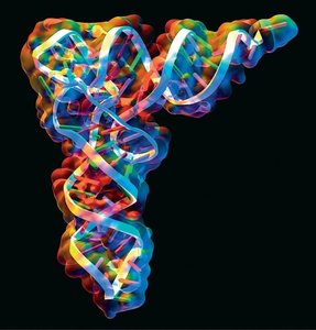 Space-filling model of tRNA