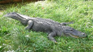 Normal alligator